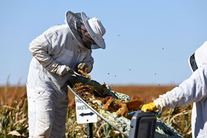 The relocation of this hive is considered a success
