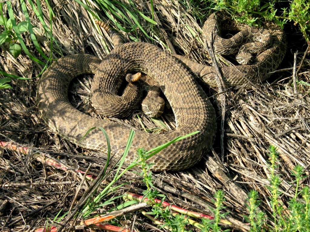 A pair of rattlesnakes warn off what they perceive as predators. A pair of rattlesnakes warn off what they perceive as predators.