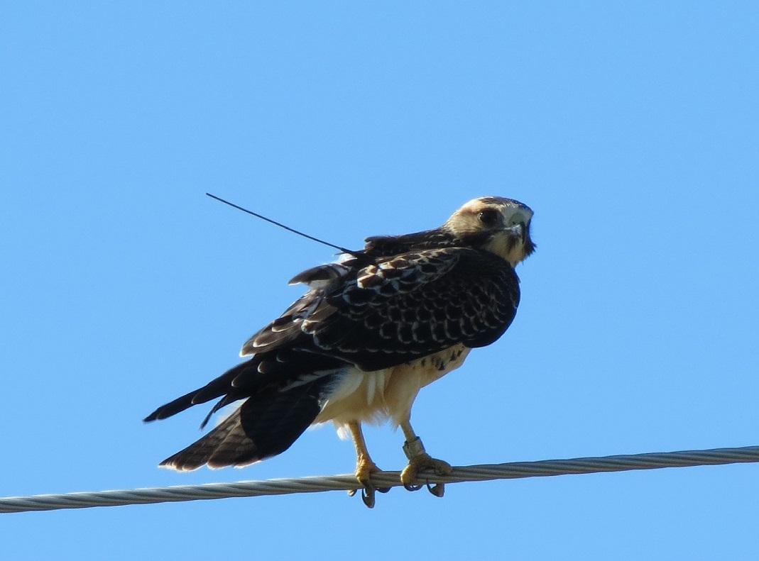 Swainson’s Hawk Swainson’s Hawk